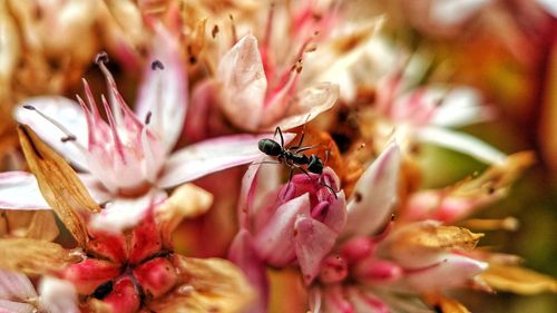 Close-up of bee pollinating on pink flower