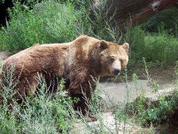 View of lion walking in forest
