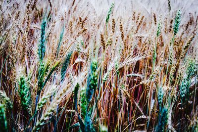 Crops growing on agricultural field