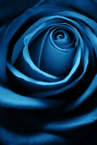 A close up of a blue rose.