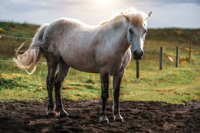 Portrait of horse standing on land against sky