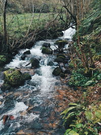 Stream flowing in forest