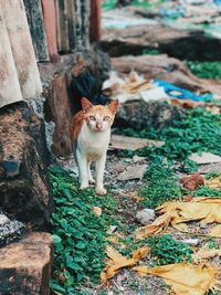 Portrait of cat standing on field