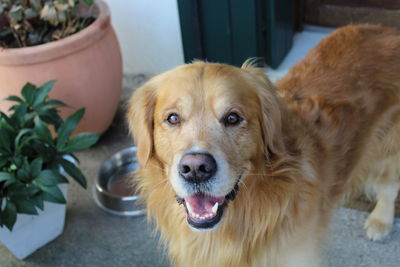 Close-up portrait of dog