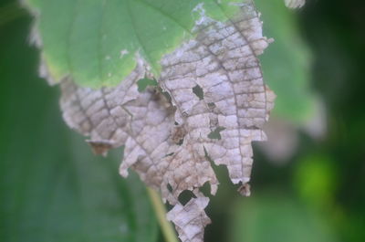Close-up of plant leaves