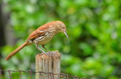 Close-up of bird perching on wooden post