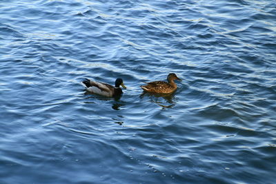 Ducks swimming in lake