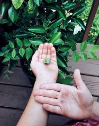 Close-up of couple hands holding plant