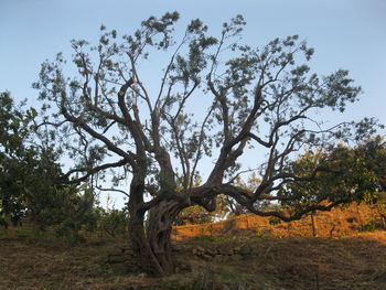 View of tree against sky