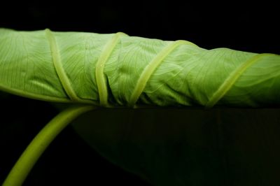 Close-up of fresh green leaf against black background