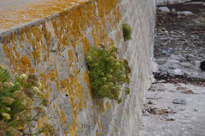 Close-up of plants