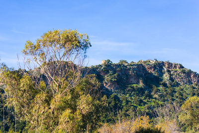 Plants growing on rock against sky