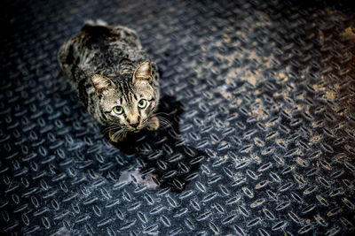 High angle portrait of cat sitting on patterned metal