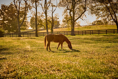 Horse grazing on field