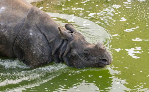 Photo of indian rhinoceros rhinoceros unicornis entering the water