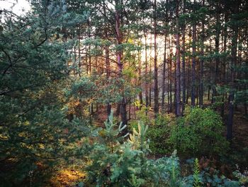 Plants growing in forest