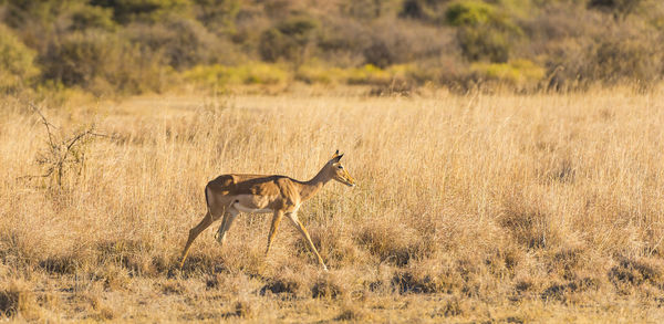 Impala out on the plains in botswana, africa