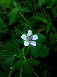 Close-up of flower