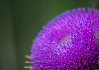 Close-up of purple flowering plant