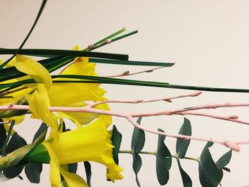 Low angle view of yellow plant