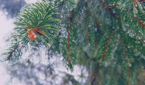 Close-up of pine tree during winter