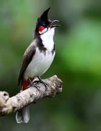 Close-up of bird perching on a branch