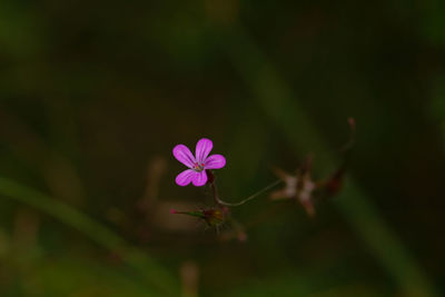 Close-up of flower blooming outdoors