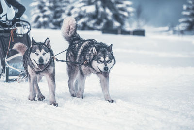 Dog on snow covered field