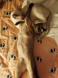 High angle view of dog sleeping on bed