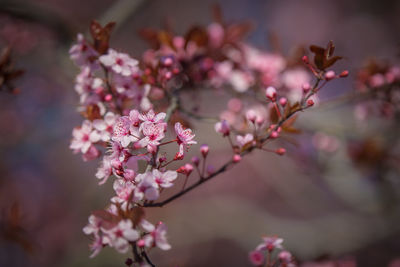 Close-up of pink cherry blossoms