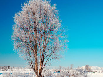 Bare trees on field against clear blue sky