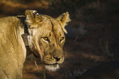 African lioness portrait with radio collar in kgalagadi transfrontier park, south africa