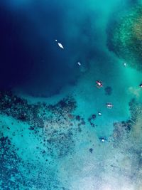 High angle view of fishes swimming in sea