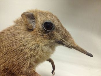 Close-up of shrew