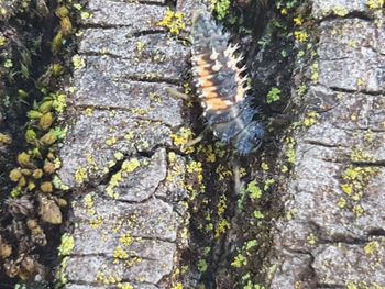 Close-up of moss growing on tree trunk