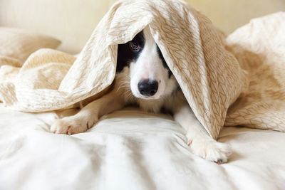 Close-up portrait of dog resting on bed at home