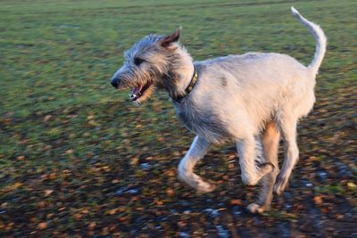 Dog running on riverbank