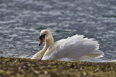 Close-up of swan in lake