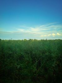 Crops growing on field against sky