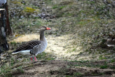 Close-up of bird on rock