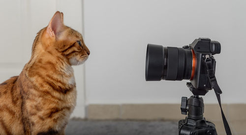 A ginger cat looks into the lens of a slr camera on a tripod.