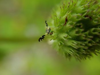 Close-up of spider