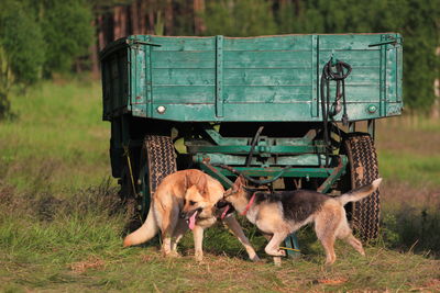 Dog standing on field