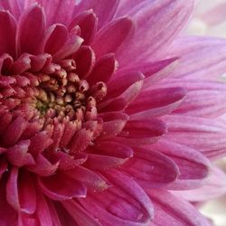 Close-up of pink flower blooming outdoors