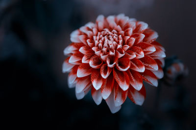 Dahlia Close-up