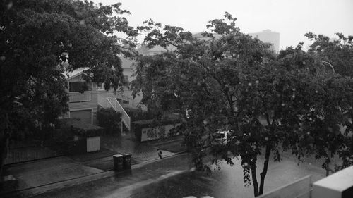 Trees in city against sky