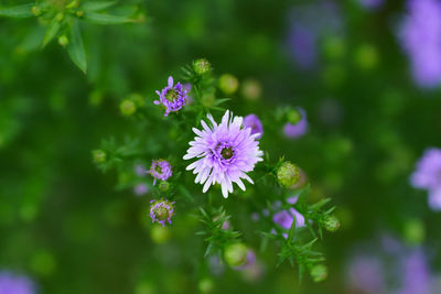 Close-up of purple flowering plant