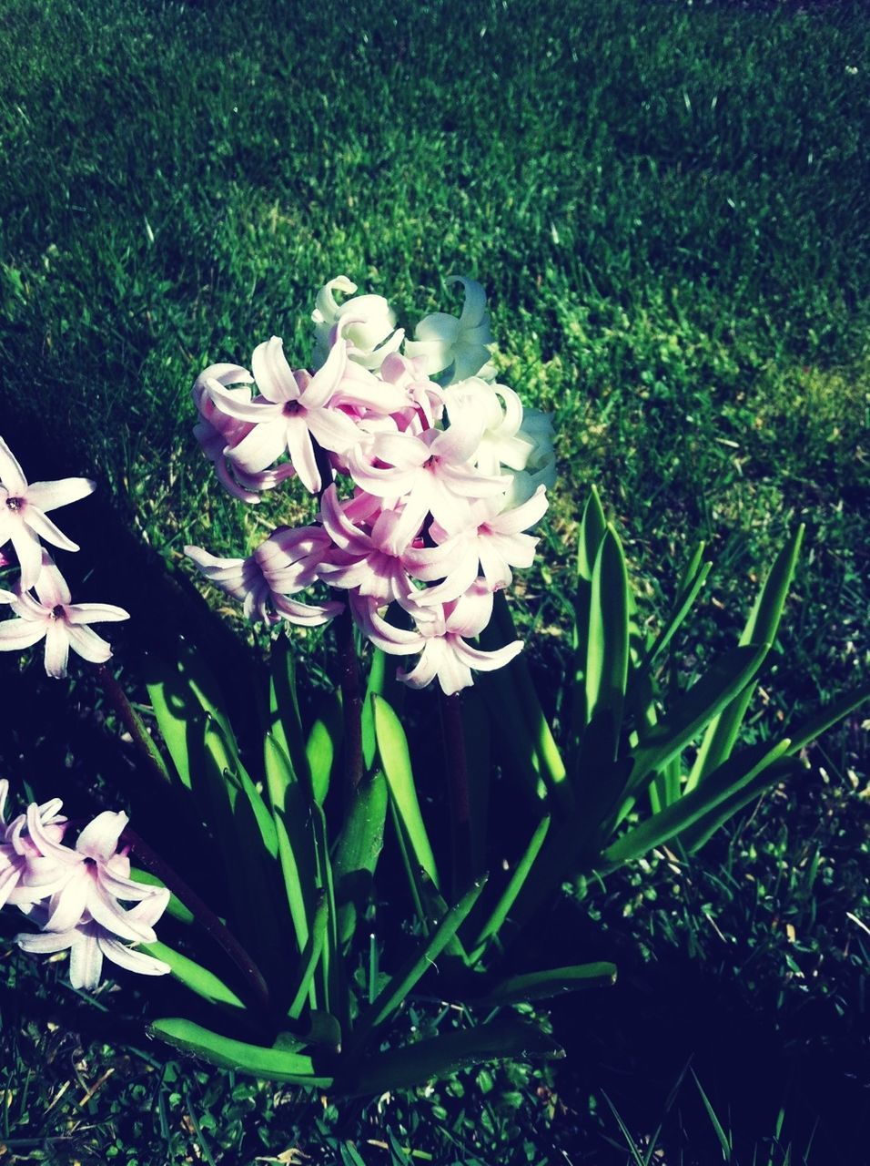 flower, petal, growth, freshness, fragility, beauty in nature, blooming, plant, flower head, nature, high angle view, pink color, grass, leaf, in bloom, park - man made space, field, green color, white color, outdoors