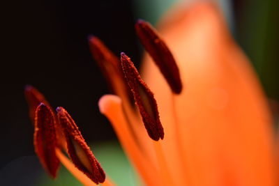 Close-up of orange flowers