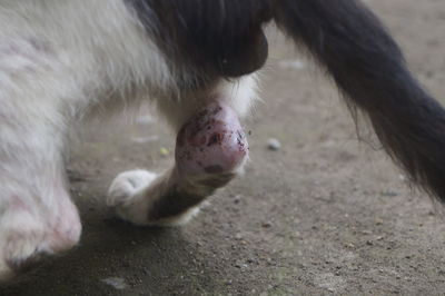 Close-up of a dog